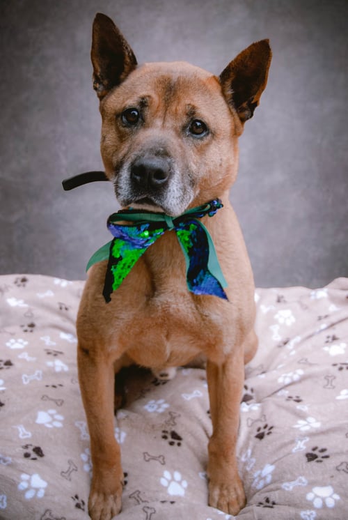 DUKE (KENZO) - Jindo (Korean) / German Shepherd Dog available for adoption