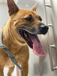 Duke (Kenzo) - Photo 11