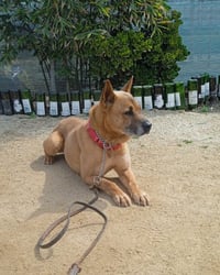 Duke (Kenzo) - Photo 5