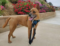Duke (Kenzo) - Photo 9