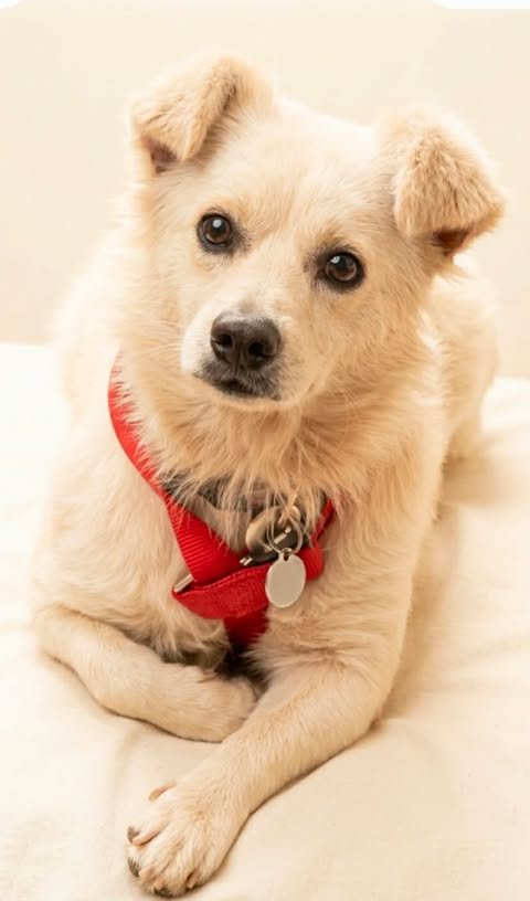 HAROLD - Parson Russell Terrier / Eskimo Dog available for adoption