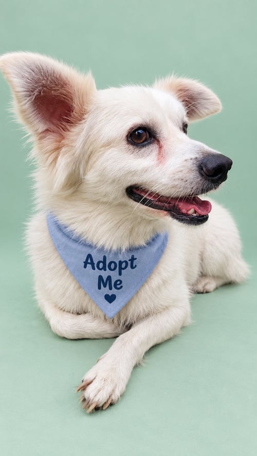 HAROLD - Parson Russell Terrier / Eskimo Dog available for adoption