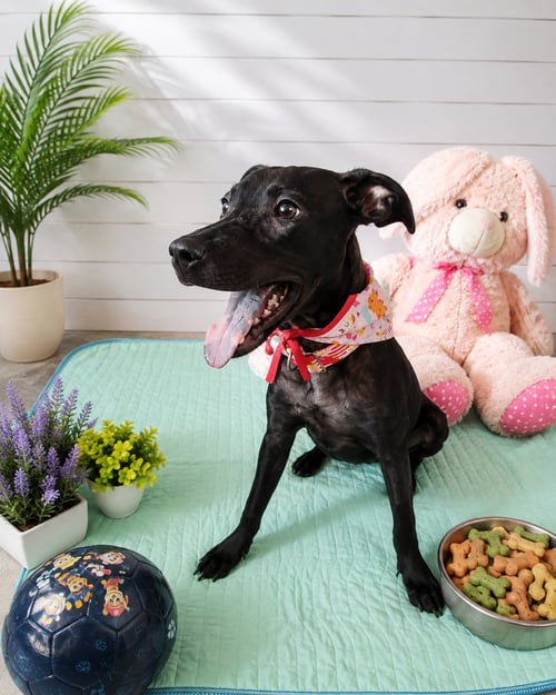 BOTAS AC - Black Labrador Retriever / Terrier available for adoption