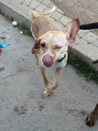 Roxy T - Photo 6