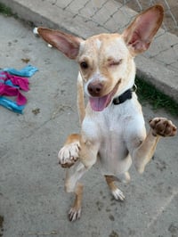 Roxy T - Photo 4