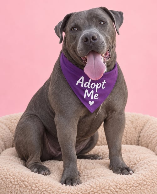 VALENTINA ADY - American Staffordshire Terrier / Terrier available for adoption