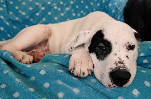 SPARROW - Dogo Argentino / Great Pyrenees available for adoption