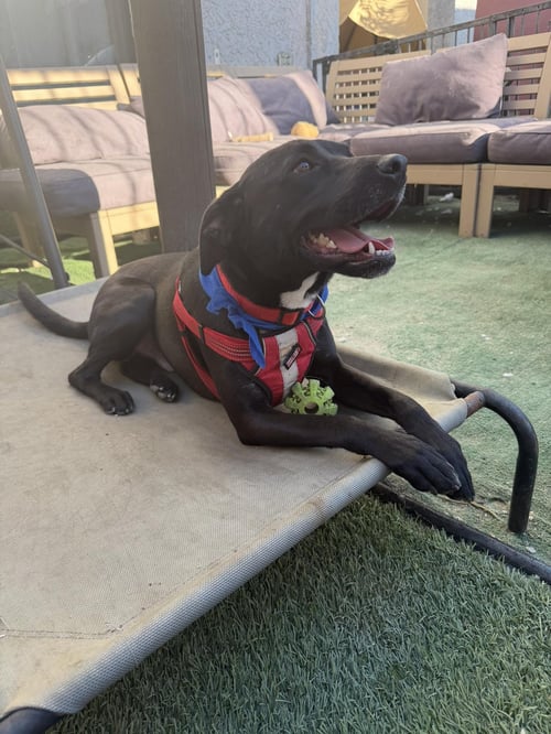 RONEY - Terrier / Black Labrador Retriever available for adoption