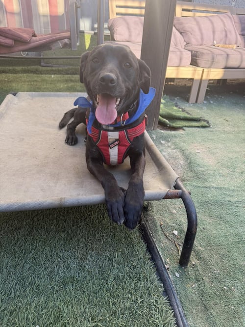 RONEY - Terrier / Black Labrador Retriever available for adoption