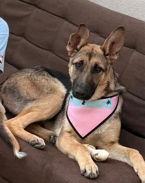 SALLY - German Shepherd Dog / Shepherd available for adoption