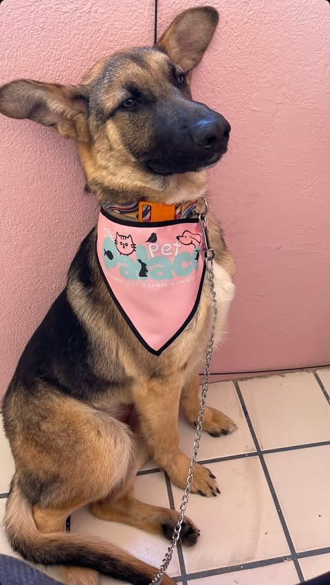 SALLY - German Shepherd Dog / Shepherd available for adoption