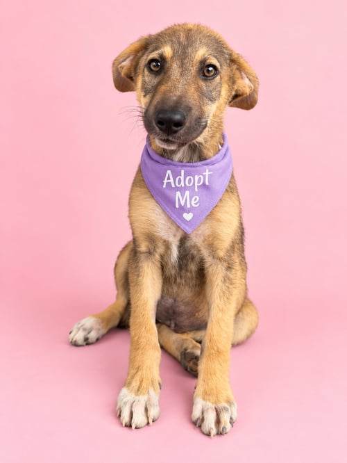 MUSA AS - German Pinscher / Belgian Shepherd Malinois available for adoption