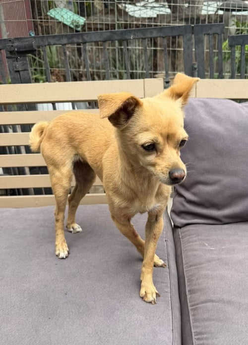 TIFFY N - Chihuahua / Rat Terrier available for adoption