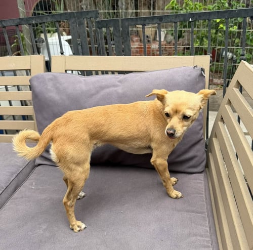 TIFFY N - Chihuahua / Rat Terrier available for adoption