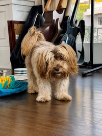 Brownie - Photo 1