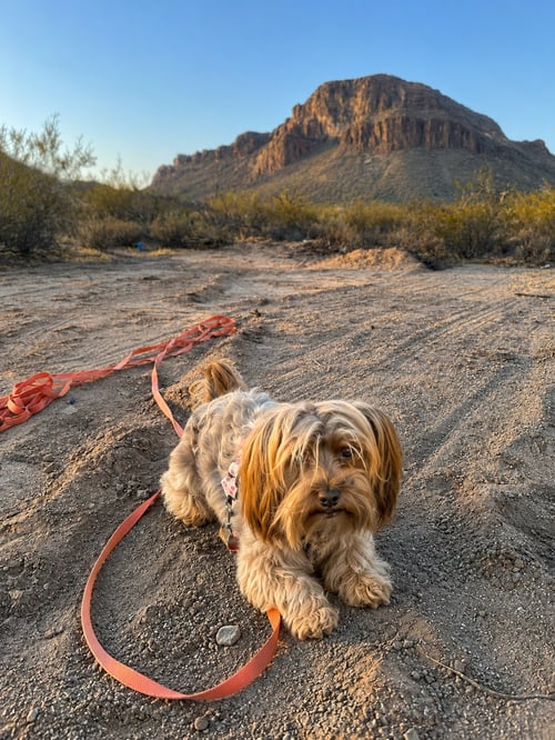 BROWNIE - Yorkshire Terrier Yorkie available for adoption