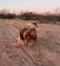 Brownie Callie - Photo 7