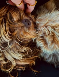 Brownie - Photo 3
