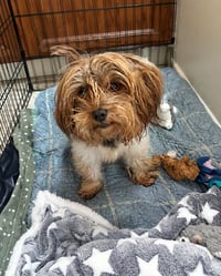 Brownie Callie - Photo 5