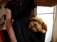 Brownie Callie - Photo 6