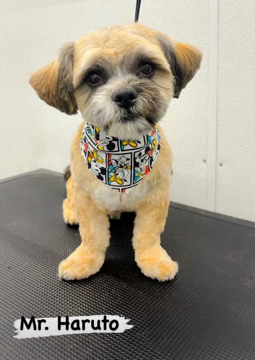 HARUTO - Shih Tzu available for adoption
