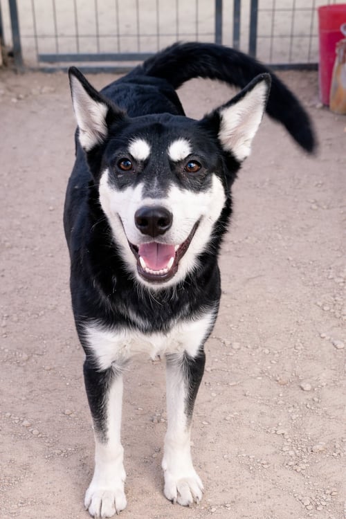 MILA - Siberian Husky / Alaskan Malamute available for adoption