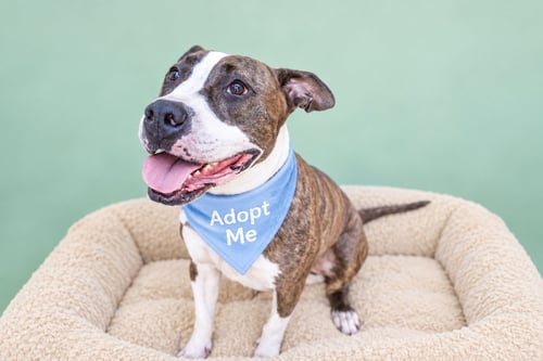 HENRY - American Pit Bull Terrier available for adoption