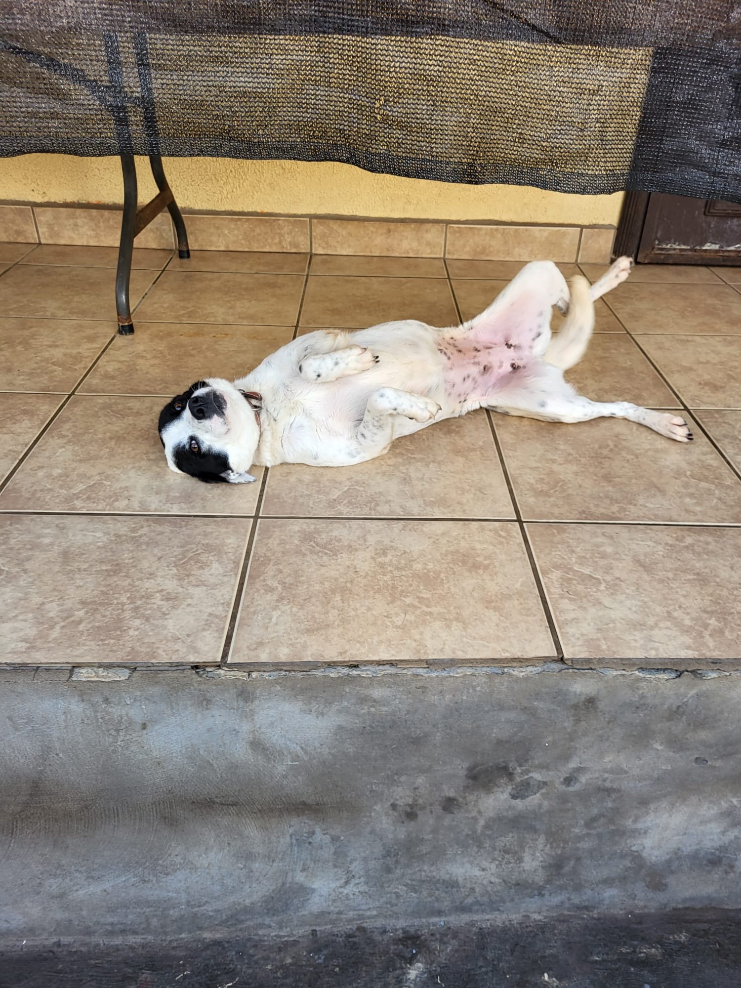 Harley B - Photo 7