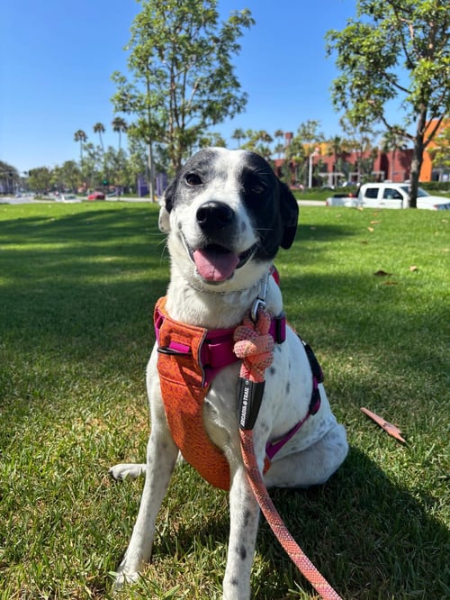 HARLEY B - English Pointer / Terrier available for adoption