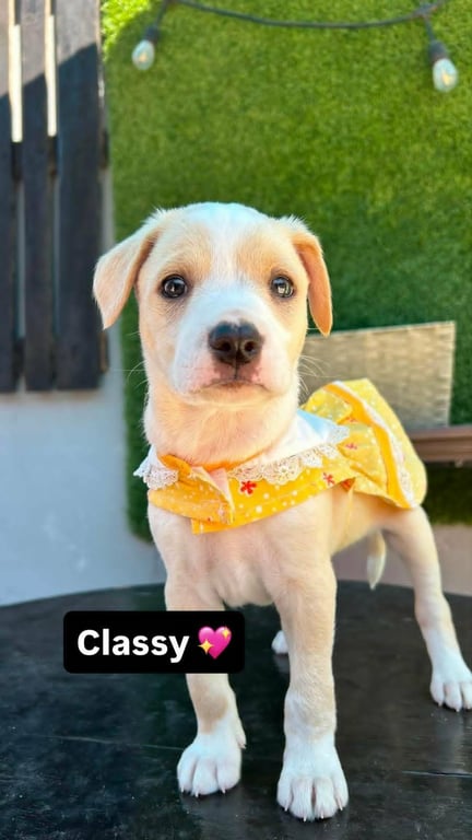 Classy A Image