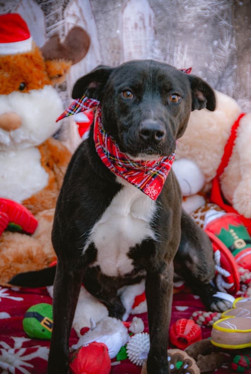 KIA LIA - German Shepherd Dog / Boxer available for adoption
