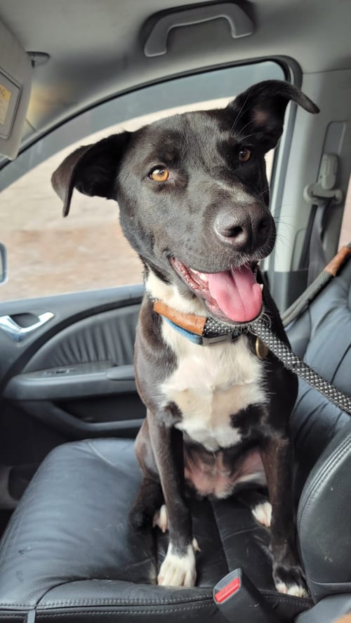 KIA LIA - German Shepherd Dog / Boxer available for adoption
