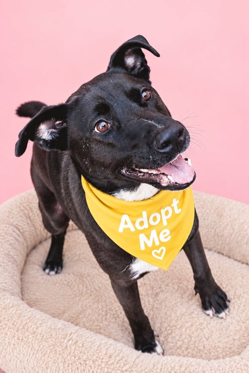 KIA LIA - German Shepherd Dog / Boxer available for adoption