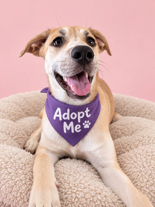 PHOEBE MARIE - Shepherd / Terrier available for adoption