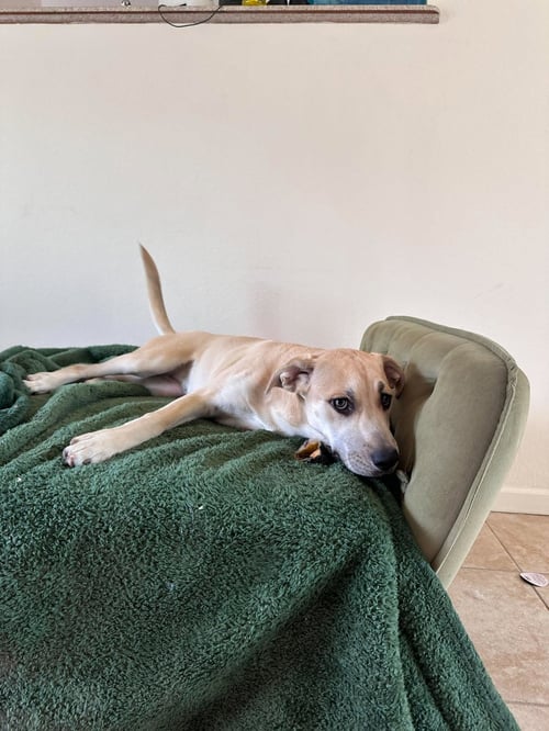 PHOEBE MARIE - Shepherd / Terrier available for adoption
