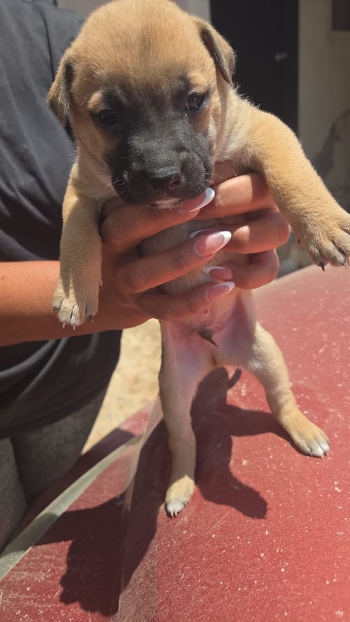 COSMO - Black Mouth Cur / Feist available for adoption