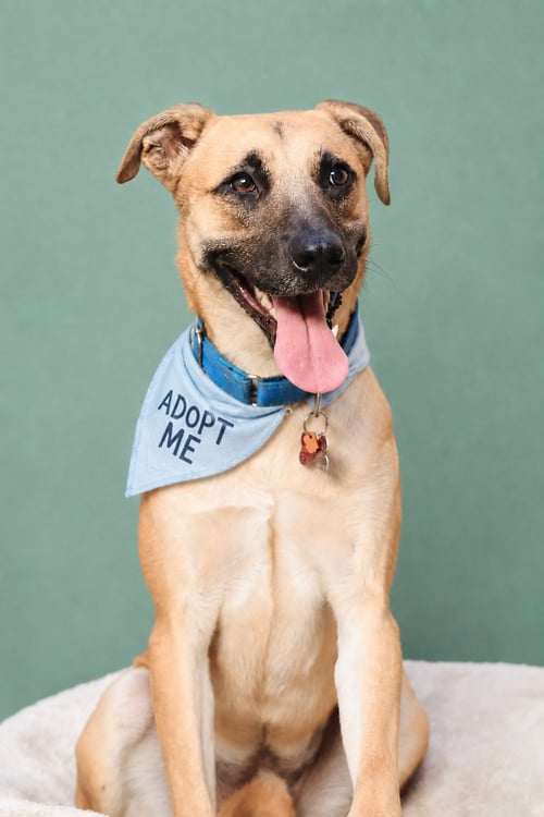 COSMO - Black Mouth Cur / Feist available for adoption