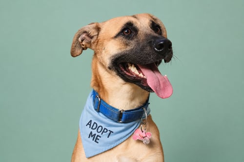 COSMO - Black Mouth Cur / Feist available for adoption