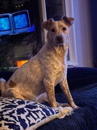 Luna Love - Photo 4