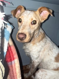 Luna Love - Photo 2