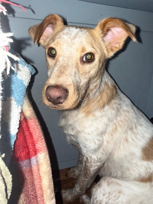 LUNA LOVE - Parson Russell Terrier / Catahoula Leopard Dog available for adoption