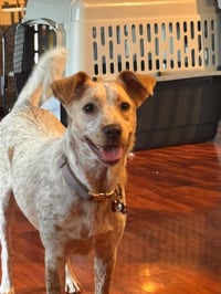 Luna Love - Photo 1