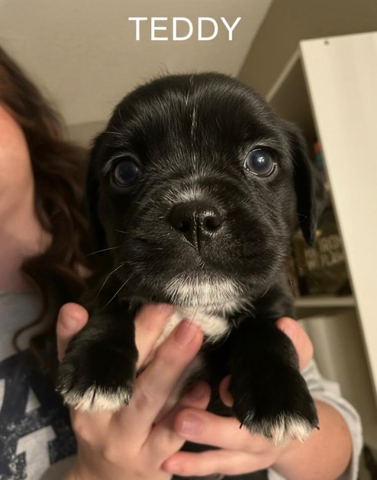 TEDDY - French Bulldog / Poodle (Standard) available for adoption