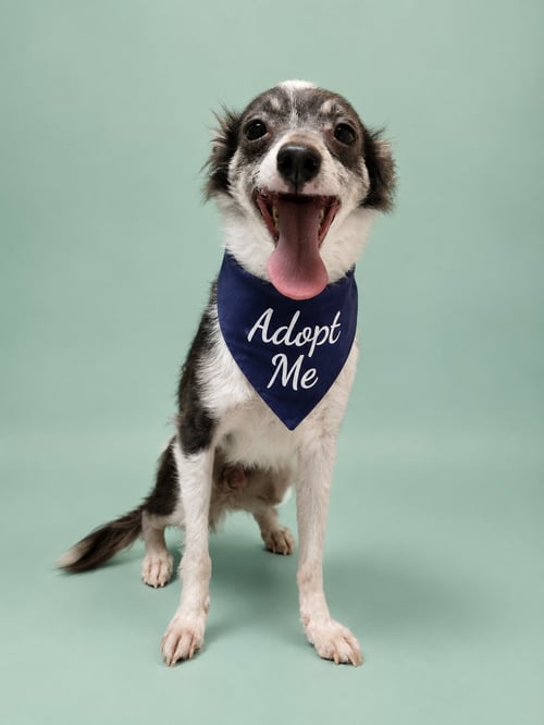 TAQUITO DP - Chihuahua / Terrier available for adoption