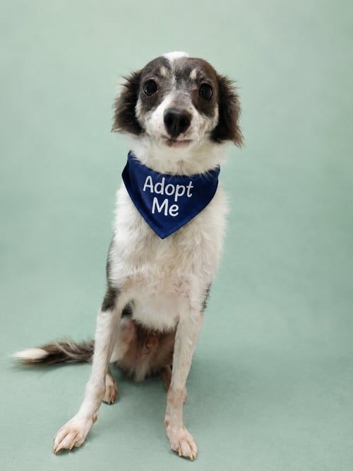 TAQUITO DP - Chihuahua / Terrier available for adoption