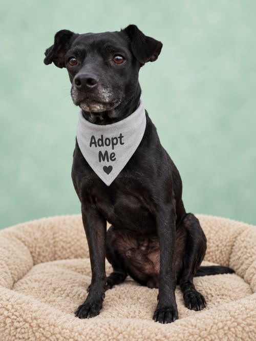 SUPERMAN - Parson Russell Terrier / Terrier available for adoption