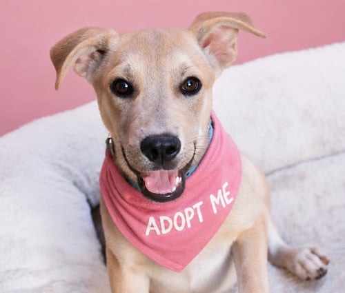 CANDY K - Labrador Retriever / Feist available for adoption