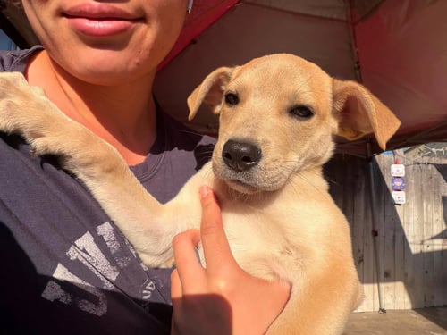 CANDY K - Labrador Retriever / Feist available for adoption
