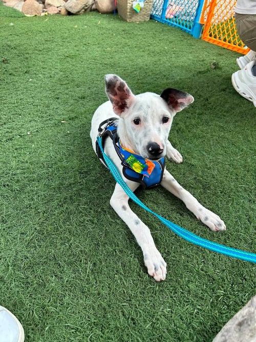SPOTTY S - Jack Russell Terrier / Terrier available for adoption