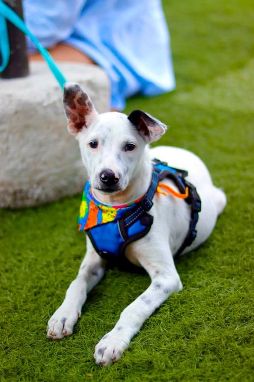 SPOTTY S - Jack Russell Terrier / Terrier available for adoption